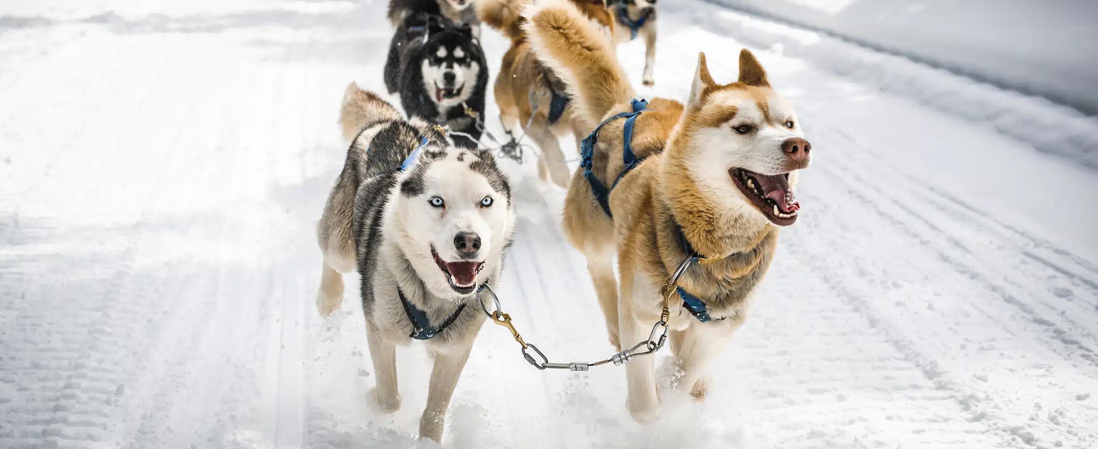 Dog-Sled-Tours