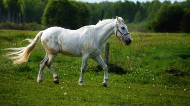 astor's pet horse idiom